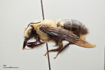 Media type: image;   Entomology 810624 Aspect: habitus lateral view